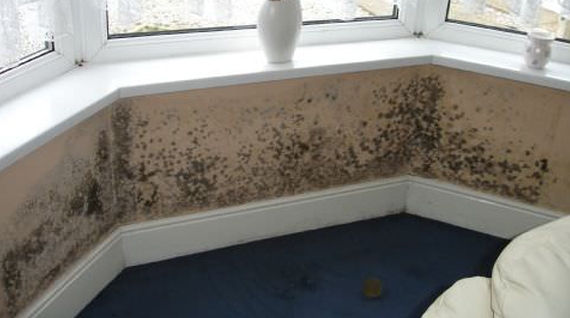 Black Mould In House Discover How To Get Rid Of Mould Easily